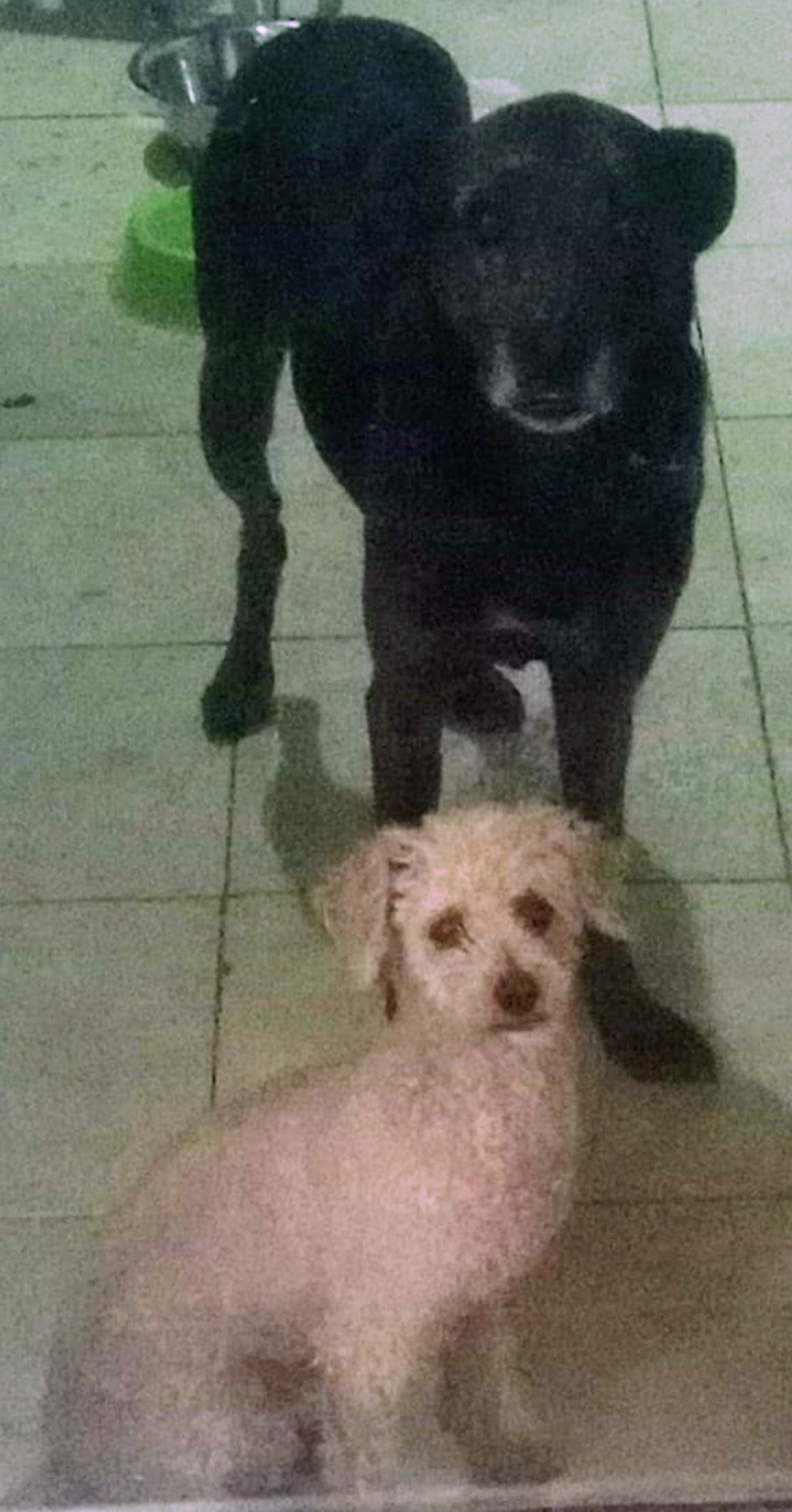 Casa de los perritos  ?? Sandra Lallana