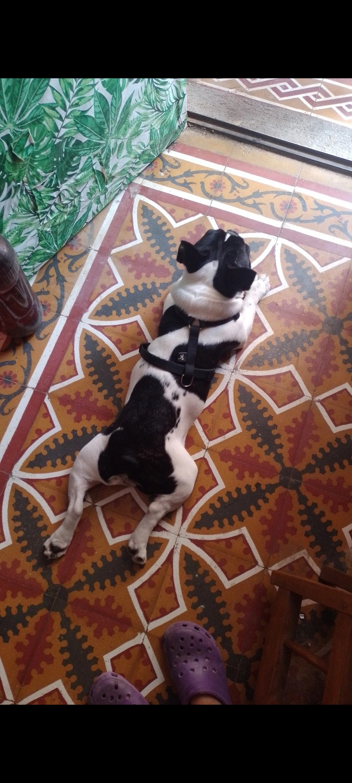 Patitas House ?? Iris Lesta