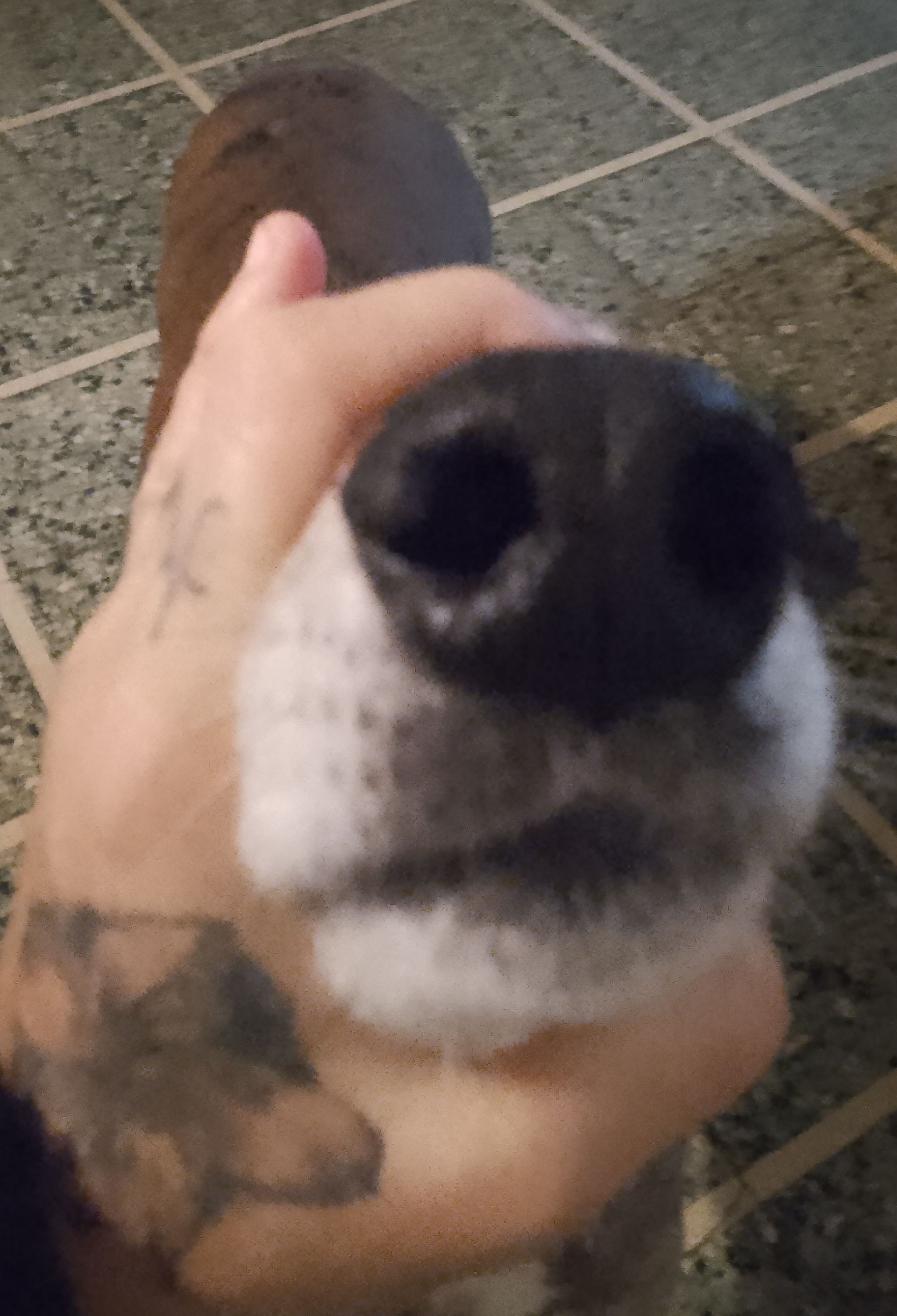 Foto de Paseador